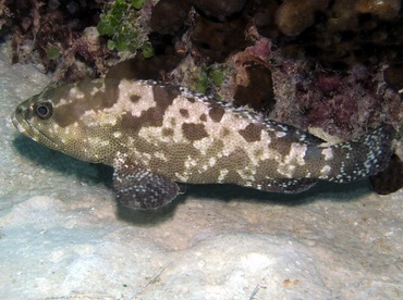 Camouflage Grouper - Epinephelus polyphekadion - Palau