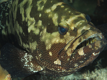 Camouflage Grouper - Epinephelus polyphekadion - Wakatobi, Indonesia