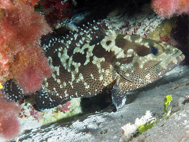 Camouflage Grouper - Epinephelus polyphekadion - Great Barrier Reef, Australia