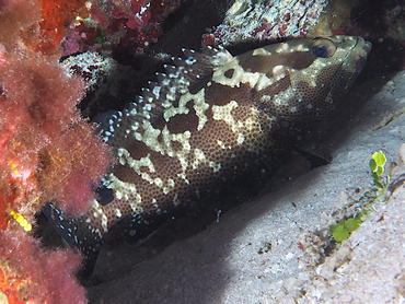 Camouflage Grouper - Epinephelus polyphekadion - Great Barrier Reef, Australia