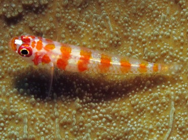 Candycane Pygmygoby - Trimma cana - Dumaguete, Philippines