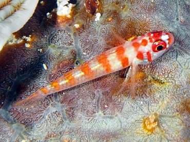 Candycane Pygmygoby - Trimma cana - Palau