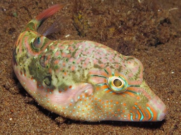 Whitebelly Toby - Canthigaster bennetti - Dumaguete, Philippines