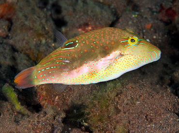 Whitebelly Toby - Canthigaster bennetti - Bali, Indonesia