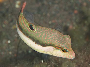 Whitebelly Toby - Canthigaster bennetti - Bali, Indonesia