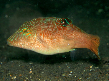 Fingerprint Toby - Canthigaster compressa - Lembeh Strait, Indonesia