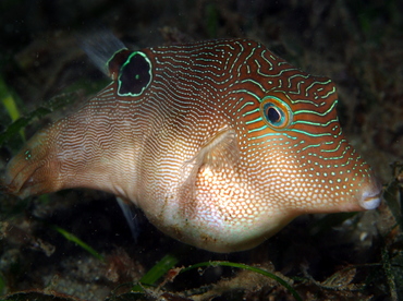 Fingerprint Toby - Canthigaster compressa - Anilao, Philippines