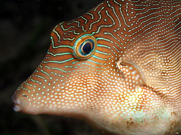 Fingerprint Toby - Canthigaster compressa - Anilao, Philippines