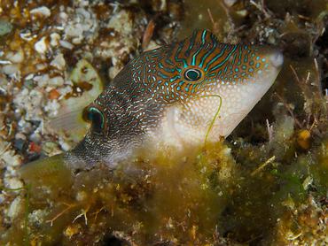 Fingerprint Toby - Canthigaster compressa - Komodo, Indonesia