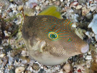 Fingerprint Toby - Canthigaster compressa - Komodo, Indonesia