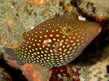 Honeycomb Toby - Canthigaster janthinoptera - Bali, Indonesia