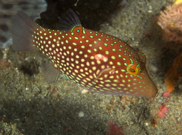 Honeycomb Toby - Canthigaster janthinoptera - Bali, Indonesia