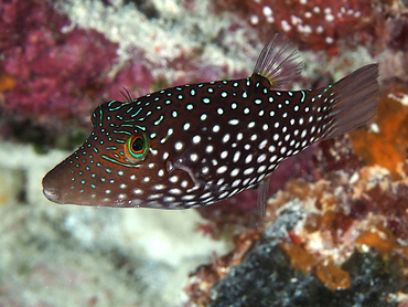 Honeycomb Toby - Canthigaster janthinoptera - Great Barrier Reef, Australia