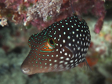 Honeycomb Toby - Canthigaster janthinoptera - Great Barrier Reef, Australia