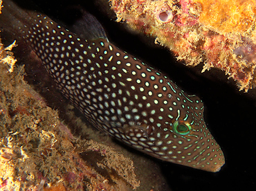 Spotted Sharpnosed Puffer - Canthigaster punctatissima - Cabo San Lucas, Mexico