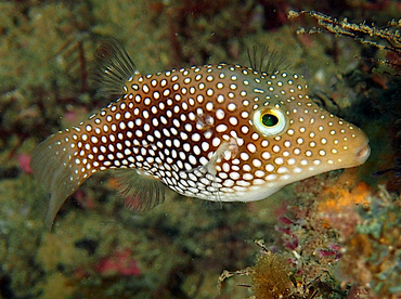 Spotted Sharpnosed Puffer - Canthigaster punctatissima - Cabo San Lucas, Mexico