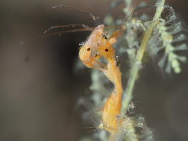 Caprella spp. - Caprella spp. - Komodo, Indonesia