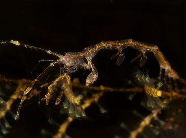 Caprella spp. - Caprella spp. - Bali, Indonesia