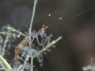 Caprella spp. - Caprella spp. - Komodo, Indonesia