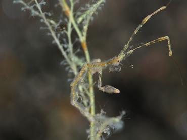 Caprella spp. - Caprella spp. - Komodo, Indonesia