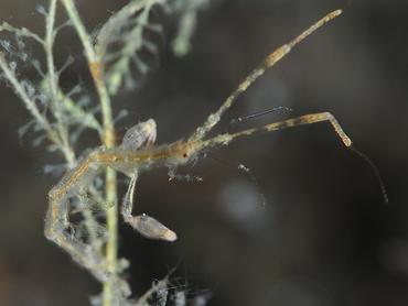 Caprella spp. - Caprella spp. - Komodo, Indonesia