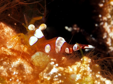 Caribbean Squat Anemone Shrimp - Thor dicaprio - Cozumel, Mexico