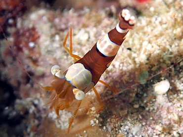 Caribbean Squat Anemone Shrimp - Thor dicaprio - Cozumel, Mexico