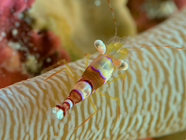 Caribbean Squat Anemone Shrimp - Thor dicaprio - Bonaire