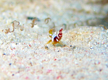 Caribbean Squat Anemone Shrimp - Thor dicaprio - Grand Cayman