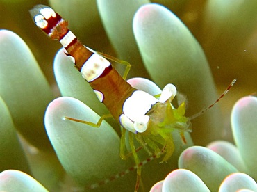 Caribbean Squat Anemone Shrimp - Thor dicaprio - Cozumel, Mexico