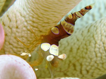 Caribbean Squat Anemone Shrimp - Thor dicaprio - Cozumel, Mexico