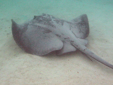 Caribbean Whiptail Stingray - Himantura schmardae - Belize