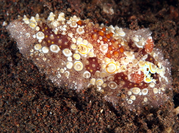 Starry Carminodoris - Carminodoris estrelyado - Bali, Indonesia