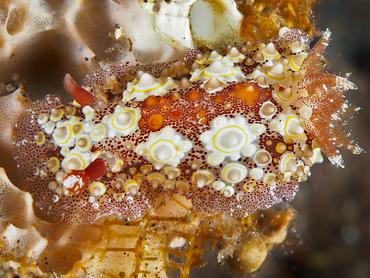 Starry Carminodoris - Carminodoris estrelyado - Bali, Indonesia