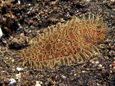 Carpet Sole - Liachirus melanospilos - Lembeh Strait, Indonesia
