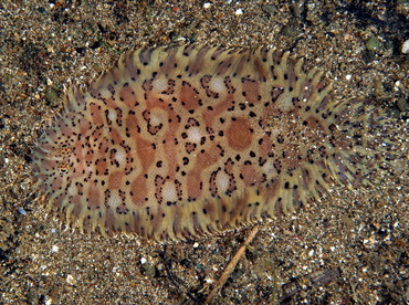 Carpet Sole - Liachirus melanospilos - Anilao, Philippines