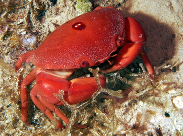 Convex Crab - Carpilius convexus - Fiji