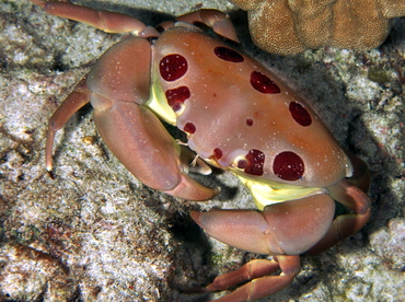 Spotted Reef Crab - Carpilius maculatus - Big Island, Hawaii
