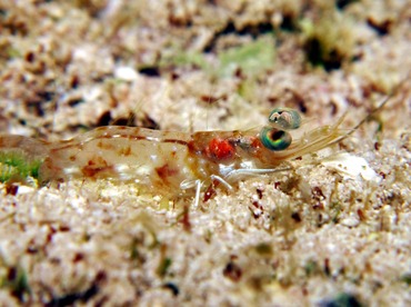 Carribean Velvet Shrimp - Metapenaeopsis goodei - Cozumel, Mexico