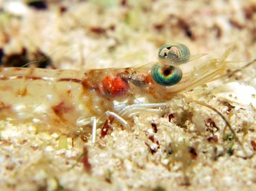 Carribean Velvet Shrimp - Metapenaeopsis goodei - Cozumel, Mexico