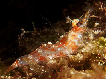 Carribean Velvet Shrimp - Metapenaeopsis goodei - Cozumel, Mexico