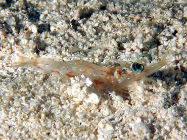 Carribean Velvet Shrimp - Metapenaeopsis goodei - Cozumel, Mexico