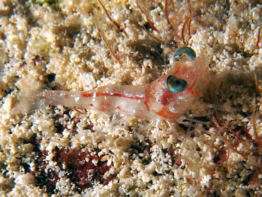 Carribean Velvet Shrimp - Metapenaeopsis goodei - Cozumel, Mexico