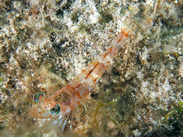 Carribean Velvet Shrimp - Metapenaeopsis goodei - Turks and Caicos