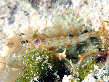 Carribean Velvet Shrimp - Metapenaeopsis goodei - Turks and Caicos