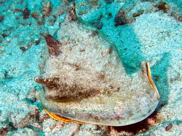 Horned Helmet - Cassis cornuta - Big Island, Hawaii