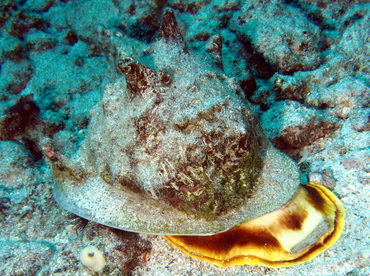 Horned Helmet - Cassis cornuta - Big Island, Hawaii