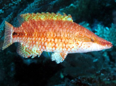 Celebes Wrasse - Oxycheilinus celebicus - Dumaguete, Philippines