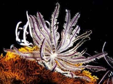 Beautiful Feather Star - Cenometra bella - Palau