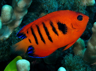 Flame Angelfish - Centropyge loriculus - Big Island, Hawaii